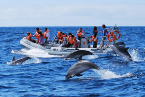 RIB Zodiac Dolphin watching holidays Azores