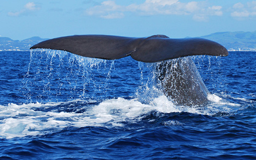 Flexible Whale Watching • Family