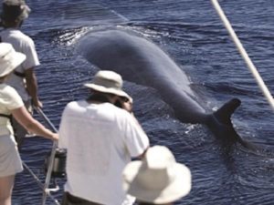 azores dolphin tours