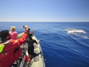 RIB Zodiac boat whale watching Azores
