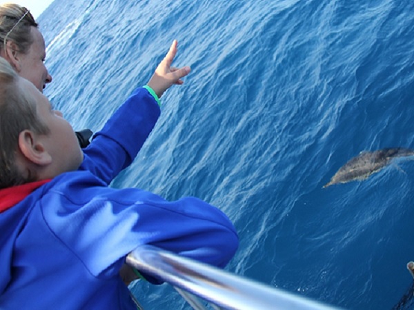 Child dolphin watching