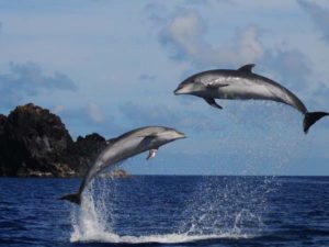 leaping dolphins in Azores