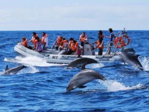 RIB boat dolphin watching in the Azores