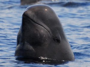 Pilot whale head Azores holiday