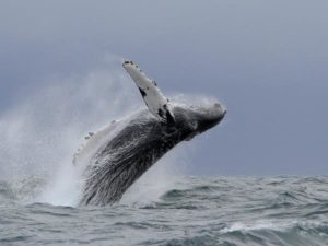 Hump back whale Azores