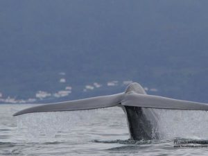 whale tail Azores