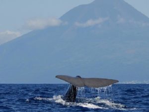 Sperm whale Pico island