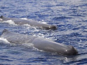 Pilot whales breaching in the Azores