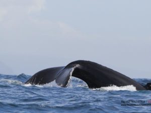 whale tail in Azores whale watching holidays