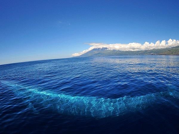 blue whale azores