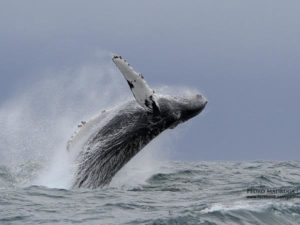 Humpback whale breaching Azores
