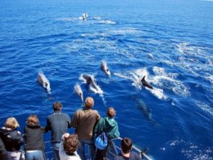 Giant pods of dolphins, Azores