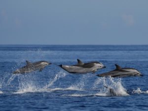 Wild dolphins in the Azores