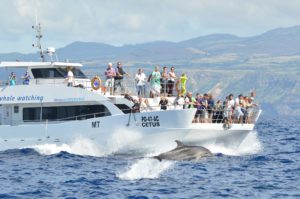 catamaran whale watching azores