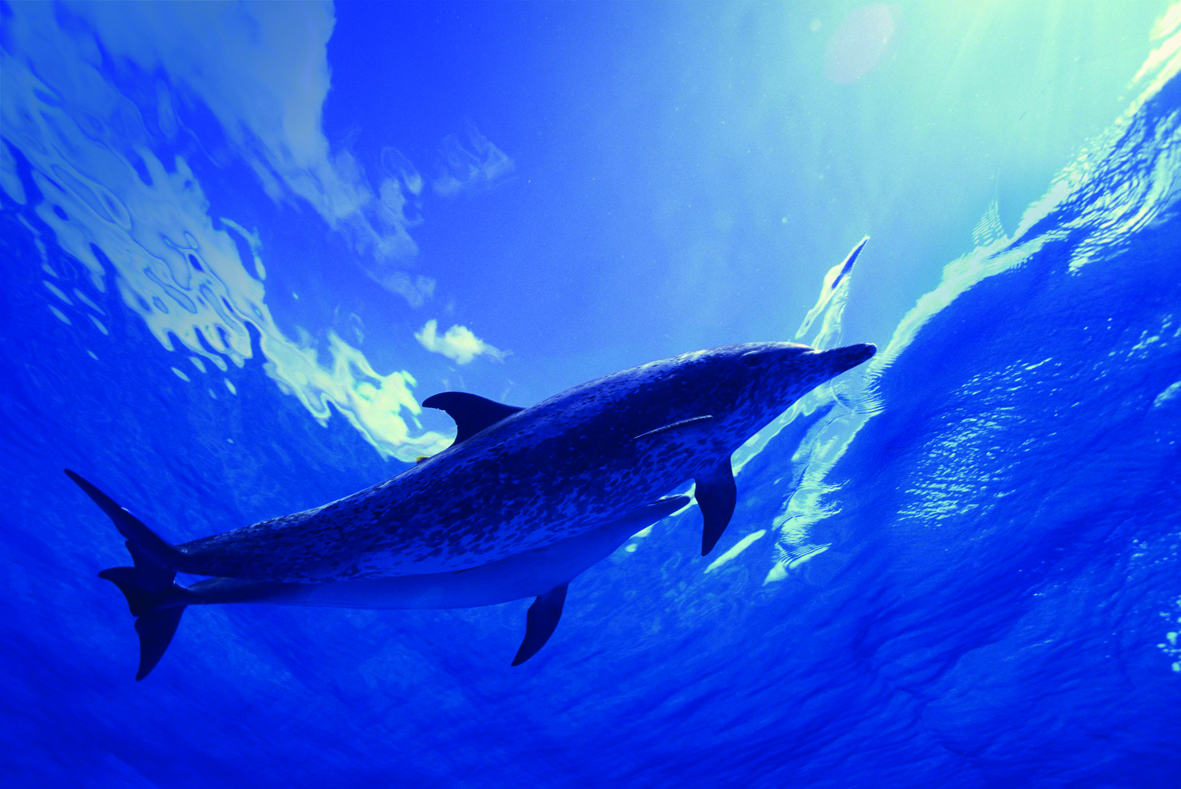 Dolph1 (1)