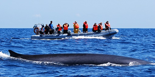 RIB zodiac whale breaching