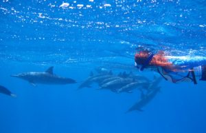 Under water swimming with dolphins Azores