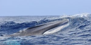 baleen whale feeding Azores