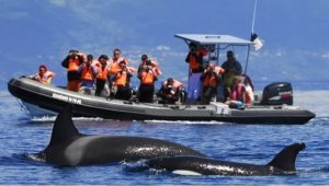 whale watching Pico island azores