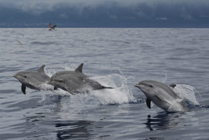 Dolphin pod Azores holidays