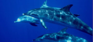 Azores dolphins