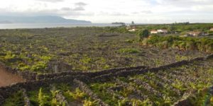 volcanic vineyards Azores walking holidays