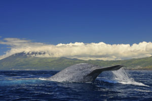 blue whale tail Pico island Azores