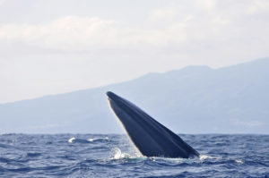 Fin whale open mouth Azores