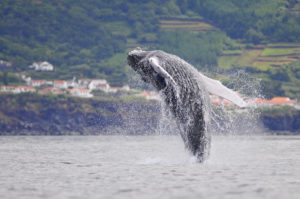 breaching humpback Azores