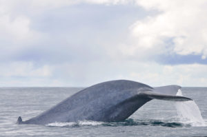 blue whale tail in Azores