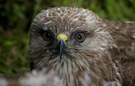 Azores Buzzard