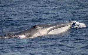 feeding baleen whale Azores