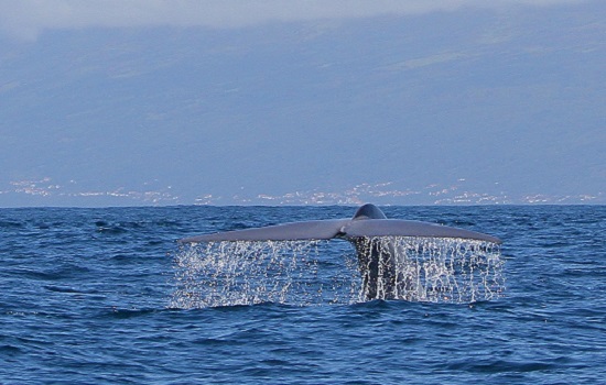 Blue Whale Tail Azores Blue Whale Tail Azores