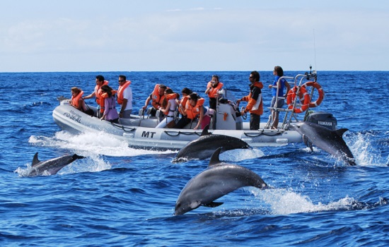 Dolphin Watching Azores Dolphin Watching Azores