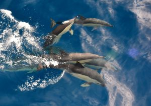 dolphins playing in bow wave Azores