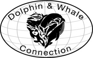 The Dolphin and Whale Connection Logo