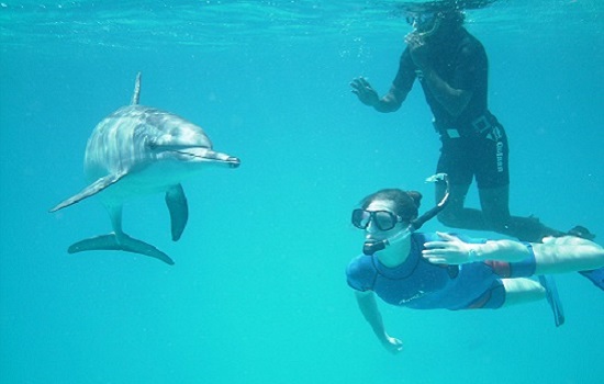SWIMMING WITH WILD DOLPHINS AZORES SWIMMING WITH WILD DOLPHINS AZORES