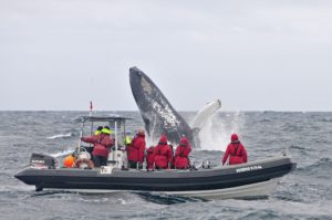 Breaching whale next to RIB