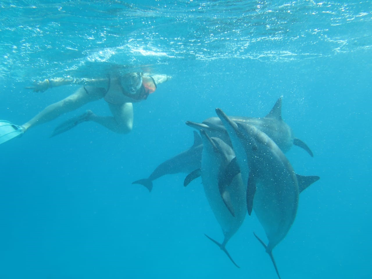 Swimming with wild dolphins Azores Swimming with wild dolphins Azores