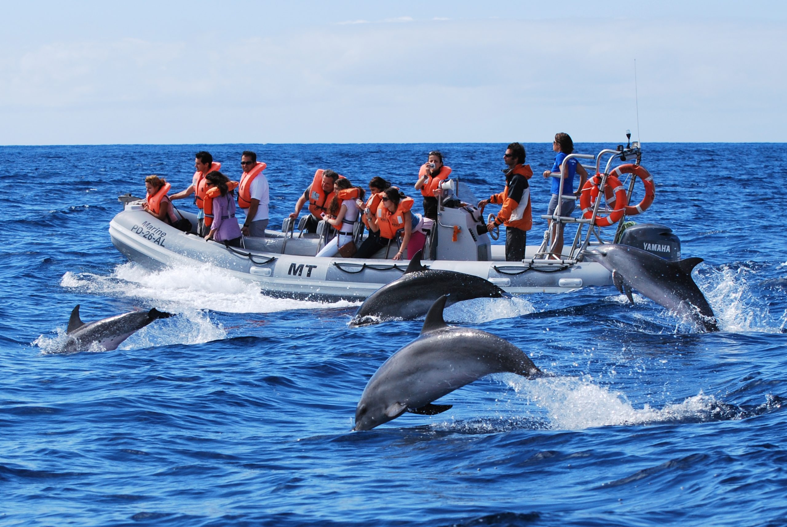 PIC FOR SWE Dolphin Watching Azores