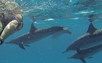 SWIMMING WITH WILD DOLPHINS AZORES
