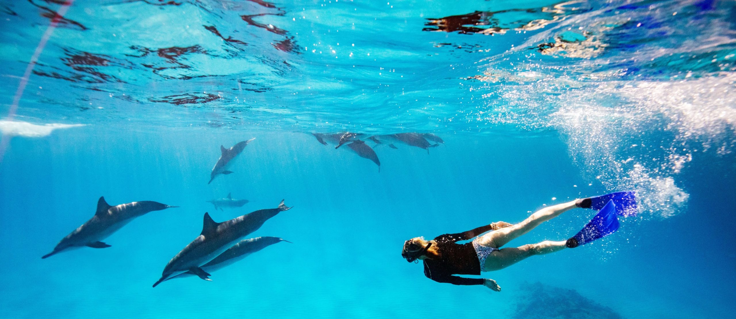 Untitled Design (1) SWIMMING WITH WILD DOLPHINS AZORES