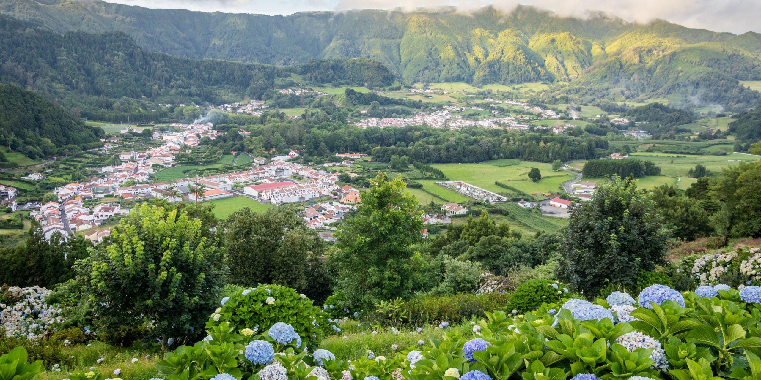 Azores Buzzard