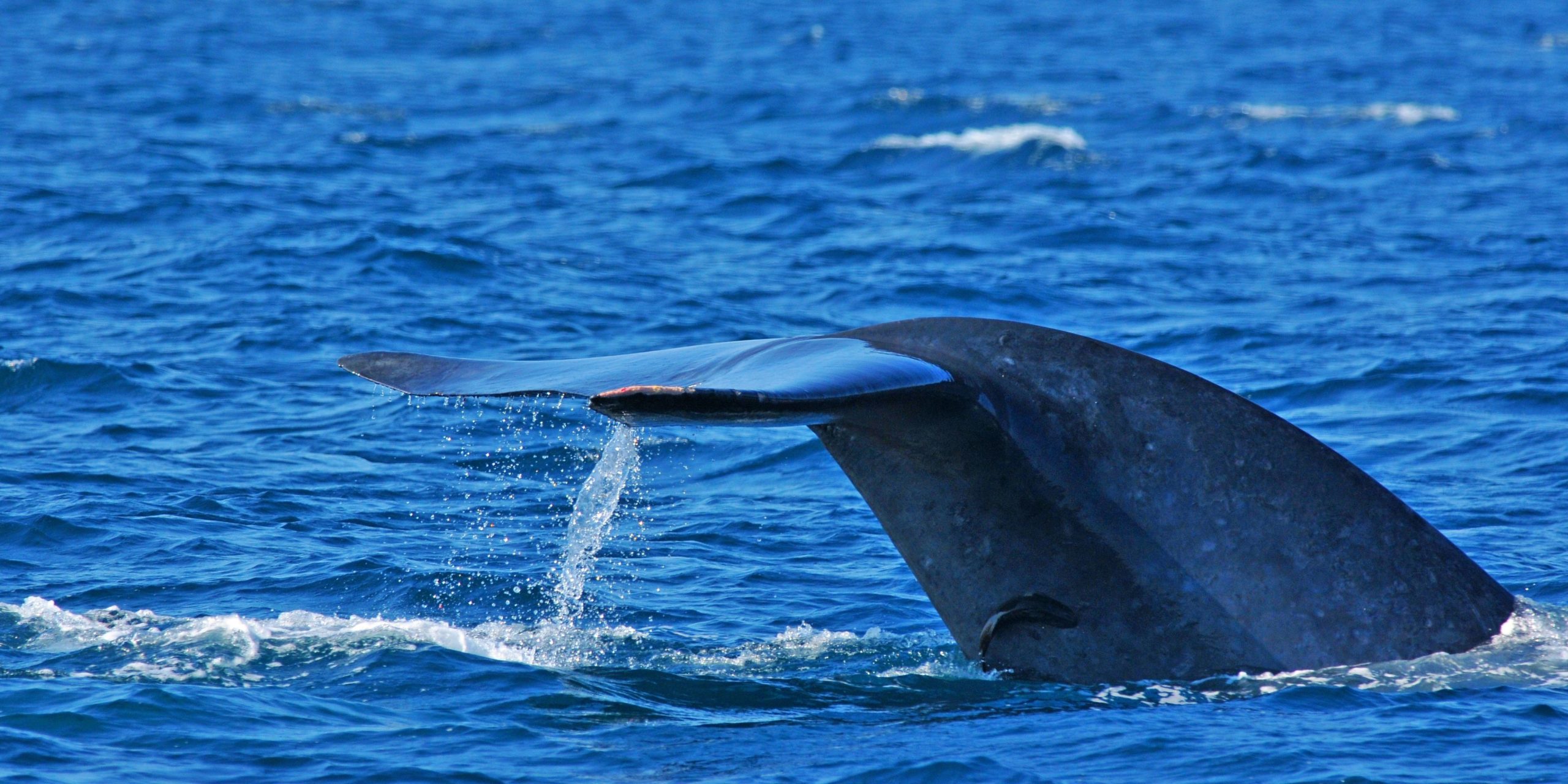 Untitled Design (3) Blue Whale Tours Azores