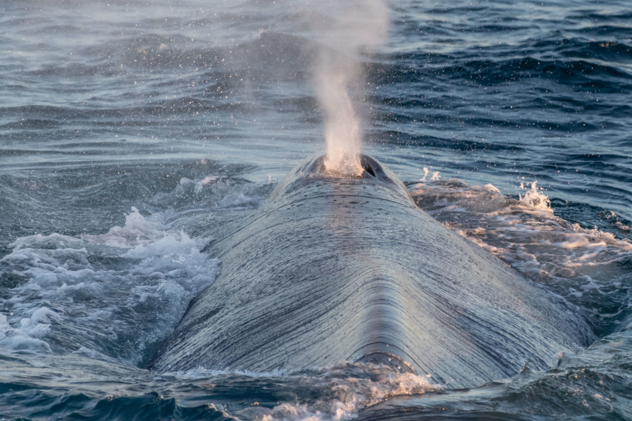 Giant Whales Azores