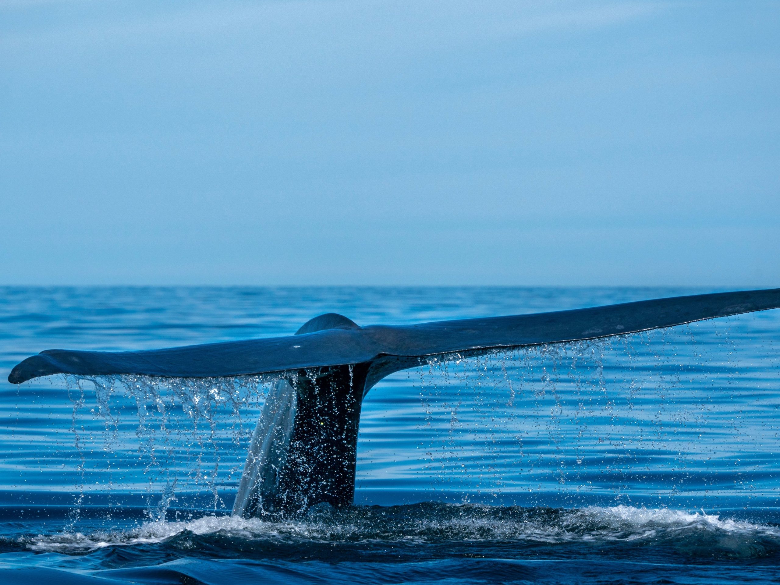 Blue Whale Tail Azores