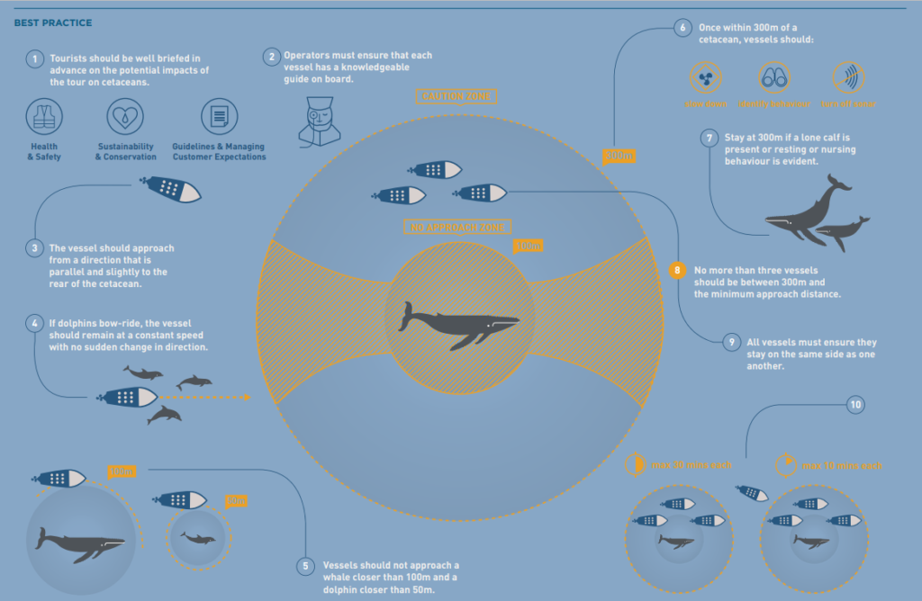 best practice guidelines whale watching azores