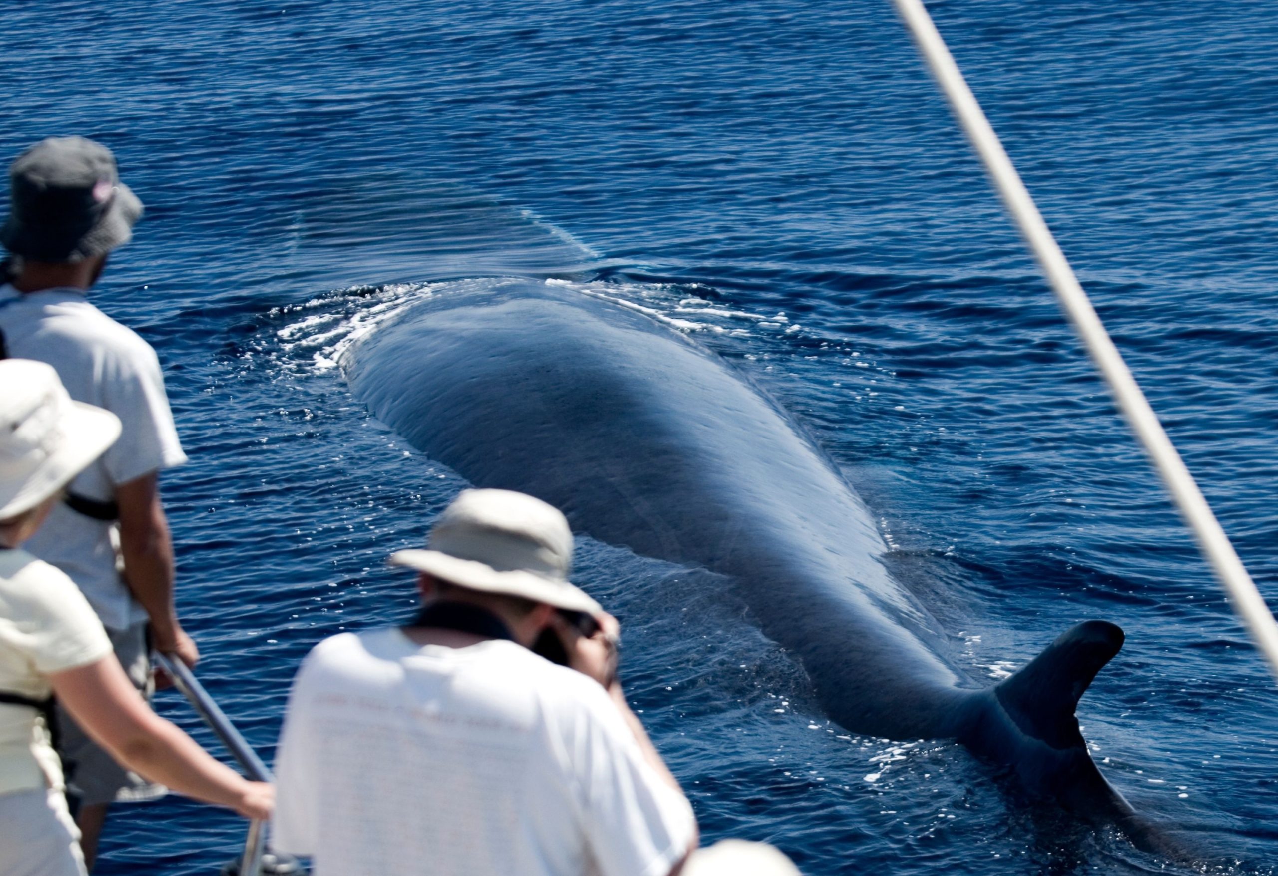 Blue Whale Watching Azores